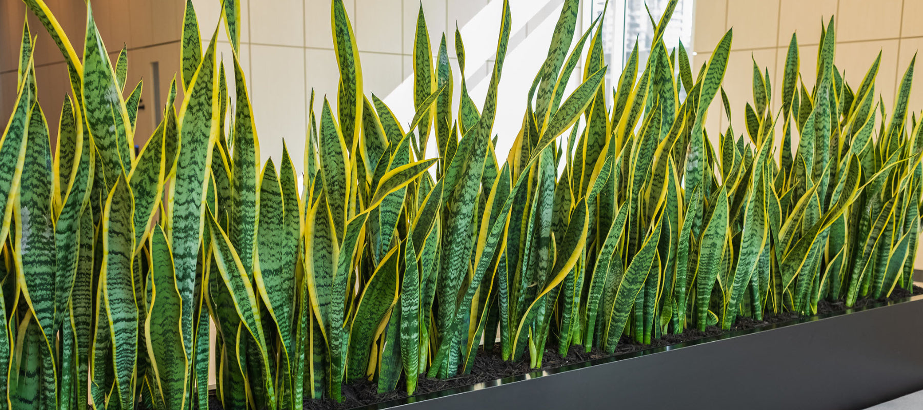 Plant Powered Privacy – Plant Screens At Work