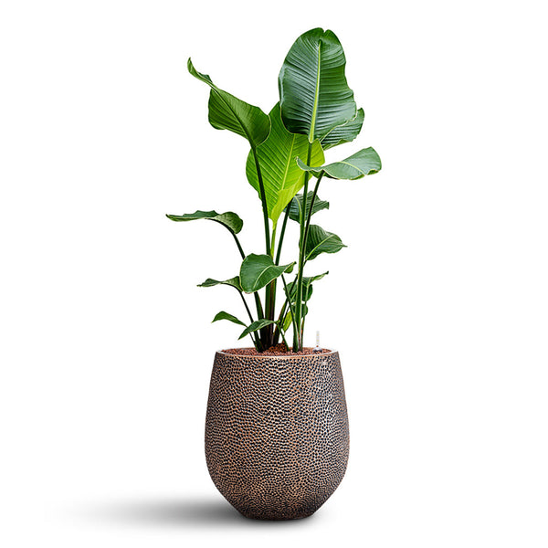 Strelitzia Maintenance & Care Checklist - HORTOLOGY