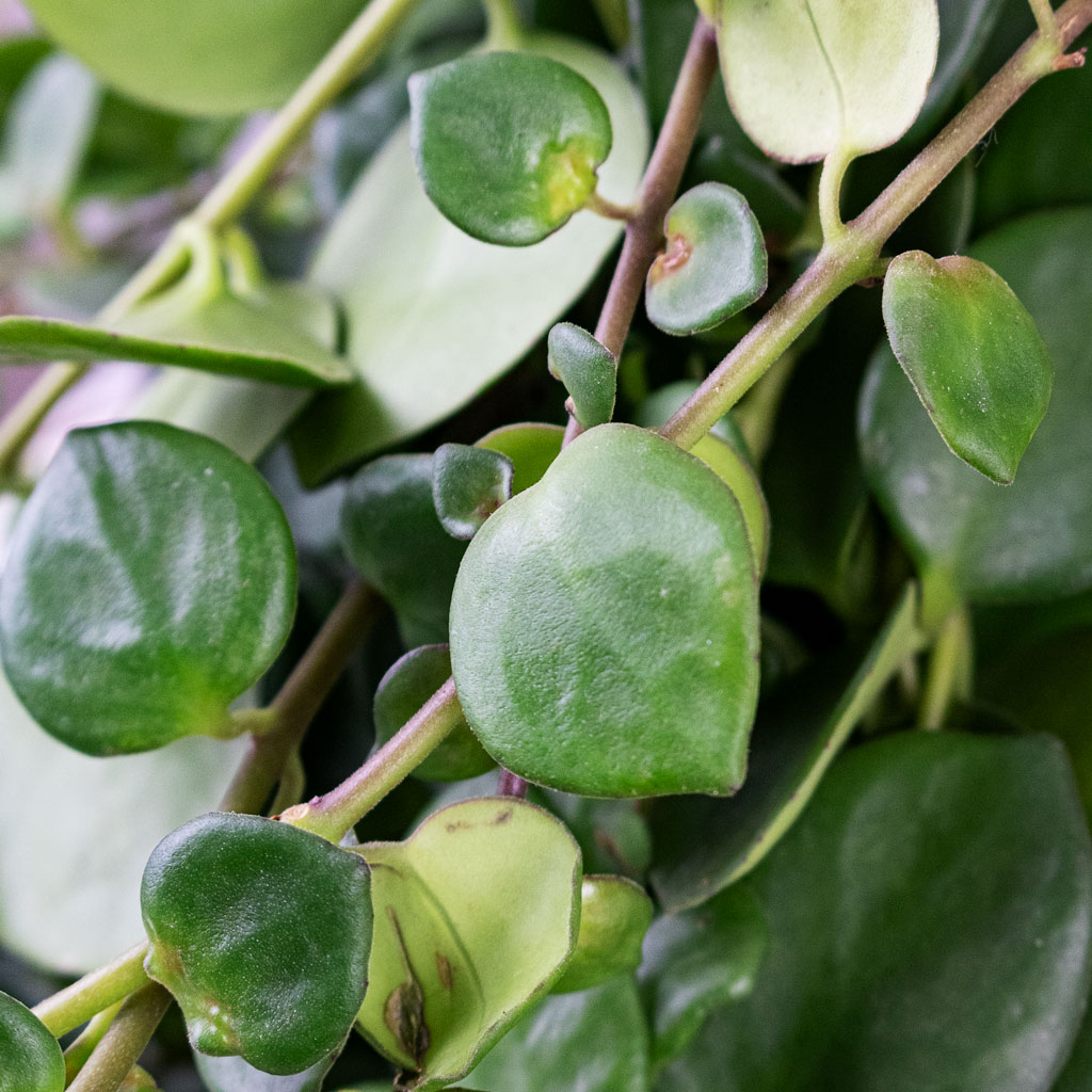 Aeschynanthus Pink Polka Close Up
