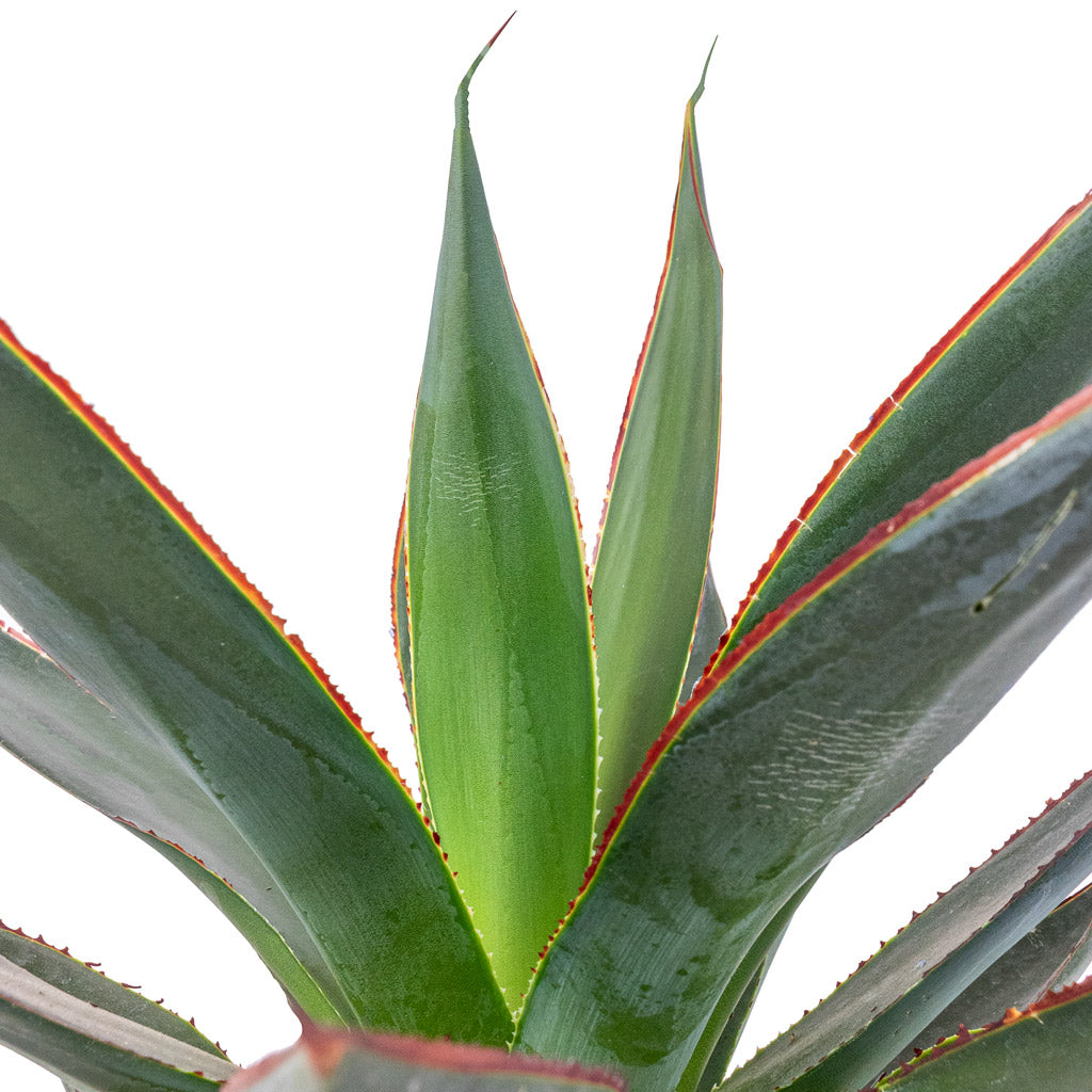 Agave Shaka Zulu Leaves