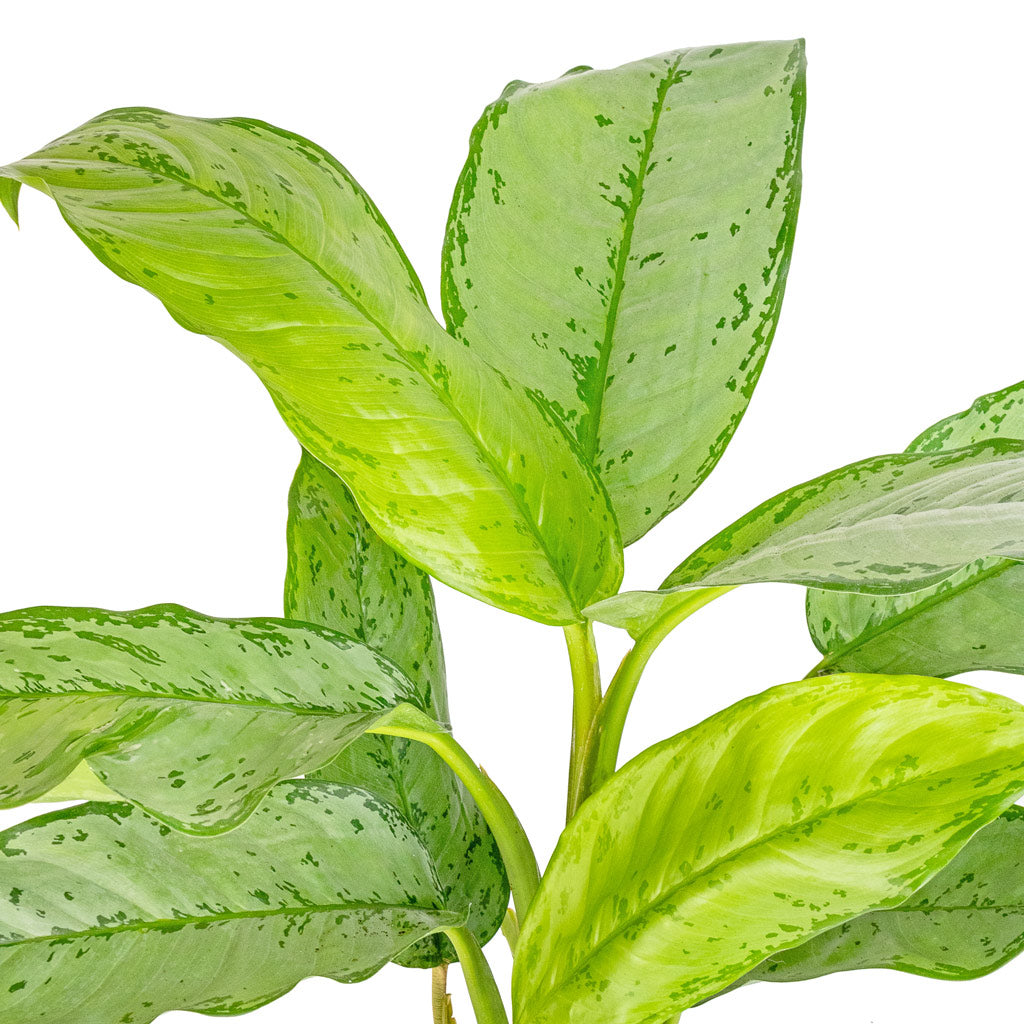 Aglaonema B.J. Freedman - Chinese Evergreen Leaves