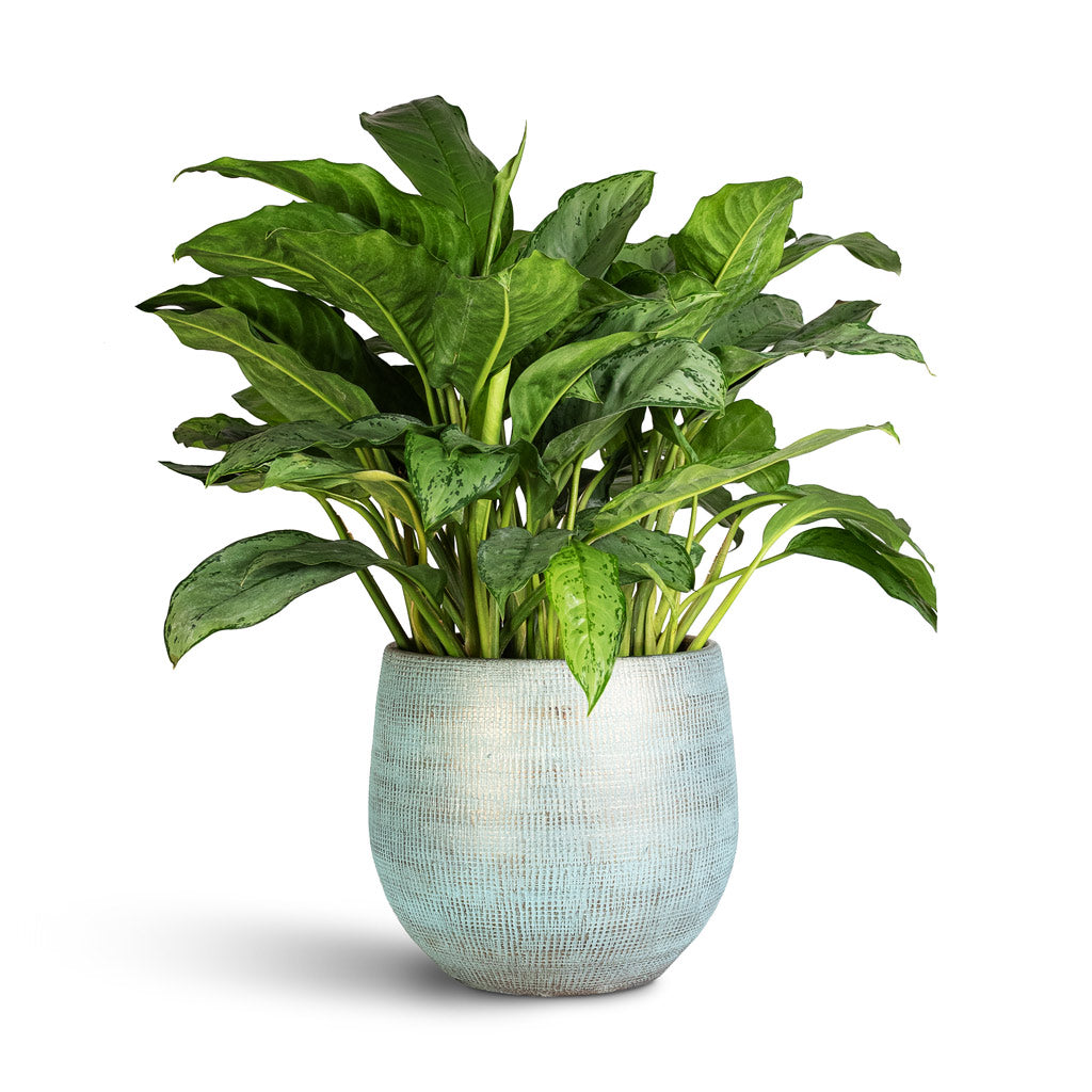 Aglaonema B.J.Freedman 24x80cm Ryan Pot Blue Gold 36x32cm