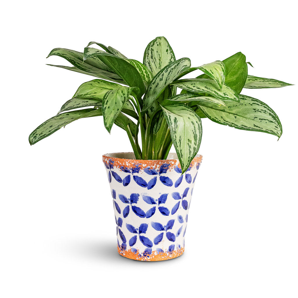 Aglaonema Christina 12x30cm House Plant In Porto Pot Blue Tile 17x16.5cm
