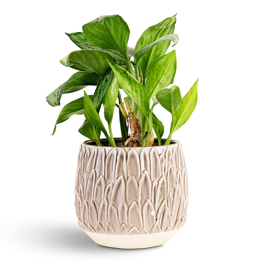 Aglaonema Christina - 14x35cm House Plant In Arles Leaf Pot Mocha - 17x17cm