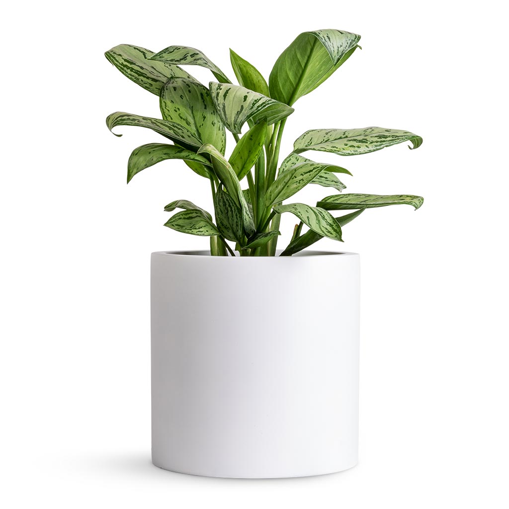 Aglaonema Christina - Chinese Evergreen & Puk Planter - Matt White