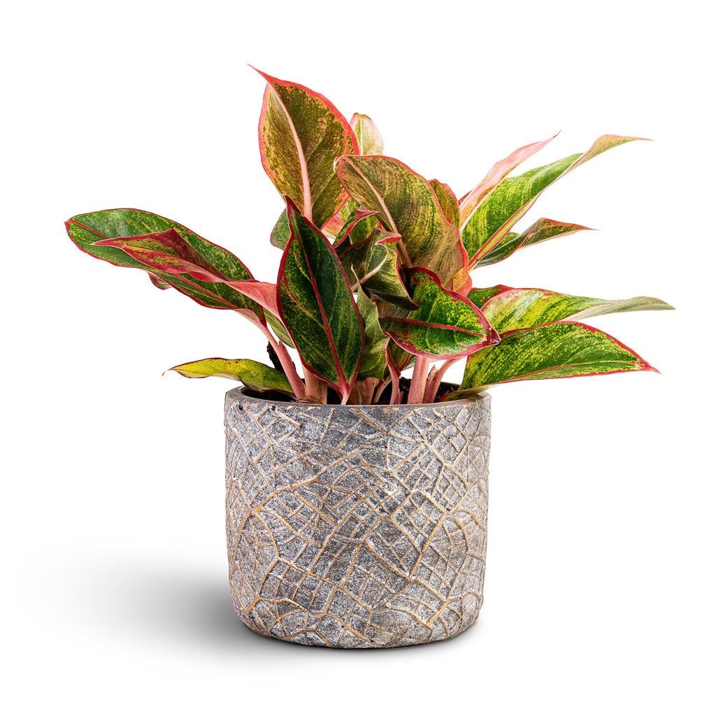 Aglaonema Crete 12x25cm In Denzel Pot Shiny Concrete 14x13cm