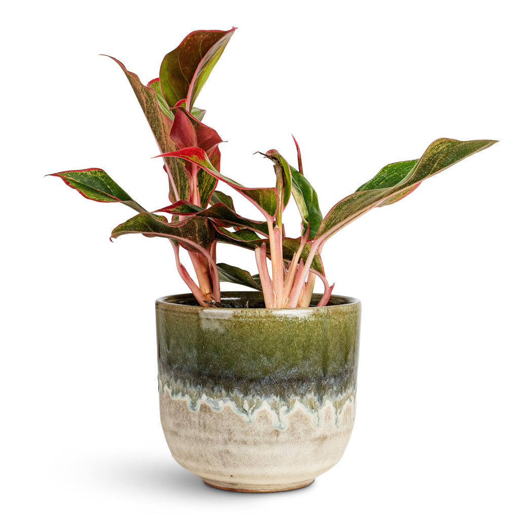 Aglaonema Crete 12x25cm House Plant In Rowe Glaze Pot Olive Wash 14.5x13cm