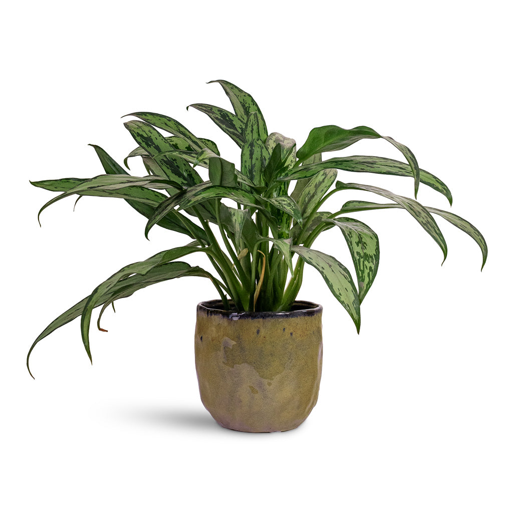 Aglaonema Cutlass 12x35cm House Plant In Brian Pot Marrakesh 14x13cm