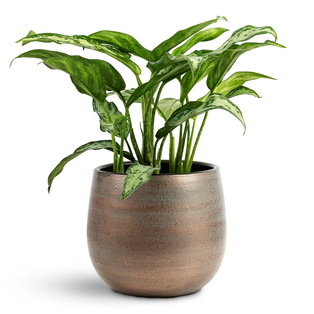 Aglaonema Cutlass 14x40cm House Plant In Esra Pot Champagne 18x16cm