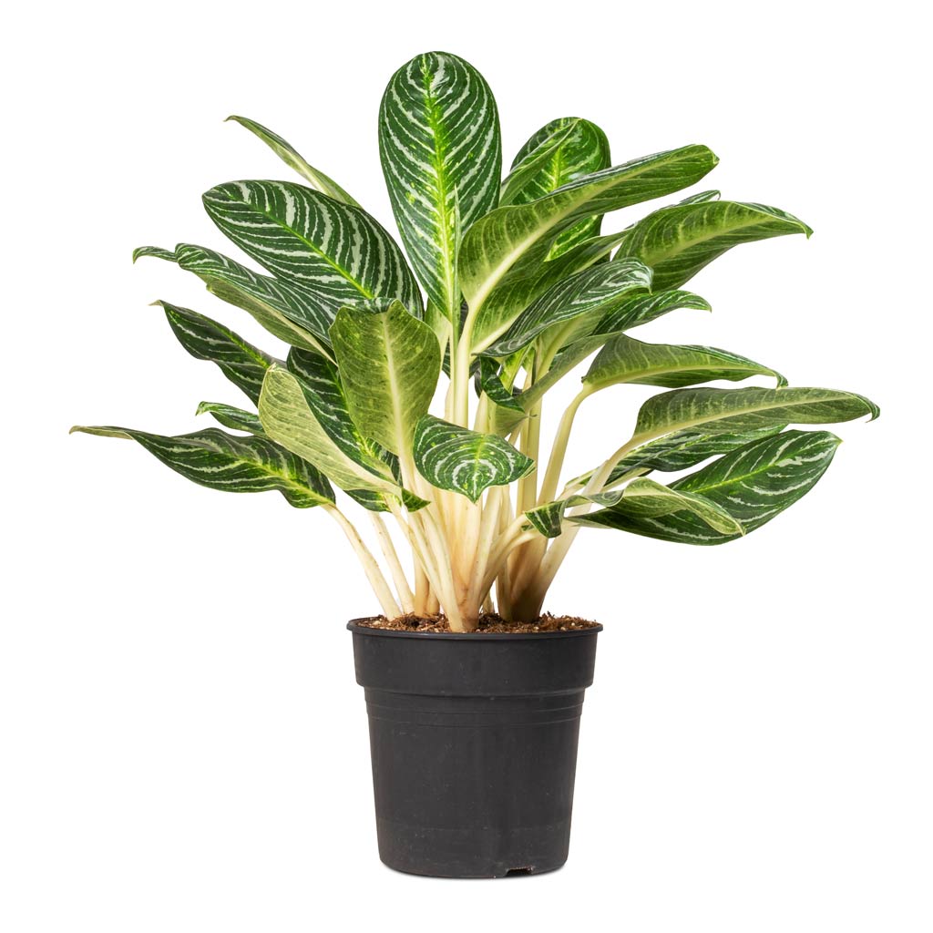 Aglaonema Key Lime - Chinese Evergreen - 27 x 80cm