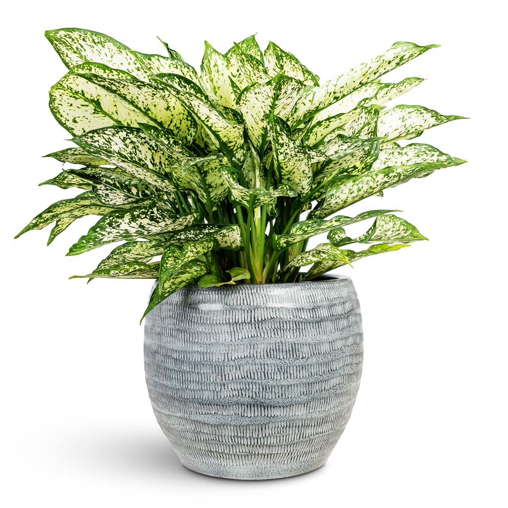 Aglaonema Kiwi 19x45cm House Plant In Manuel Pot Shiny Grey 25x21cm