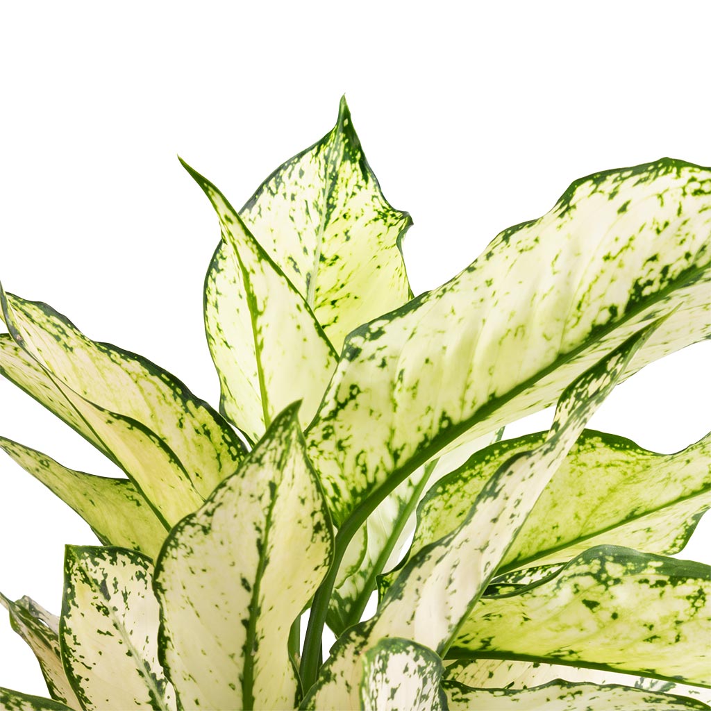 Aglaonema Kiwi - Chinese Evergreen - Leaves