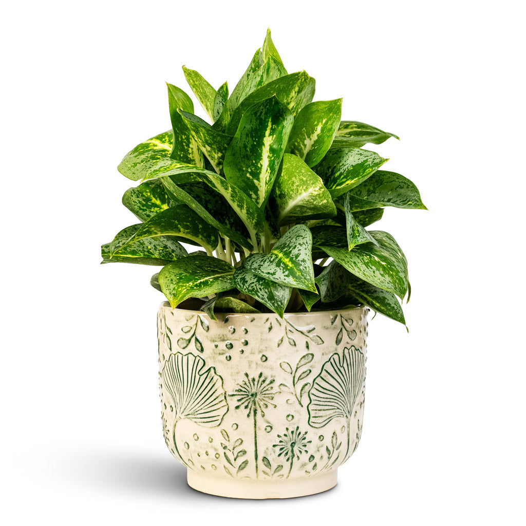 Aglaonema Lemon Mint 12x40cm In Emilia Pot Green 17x14cm