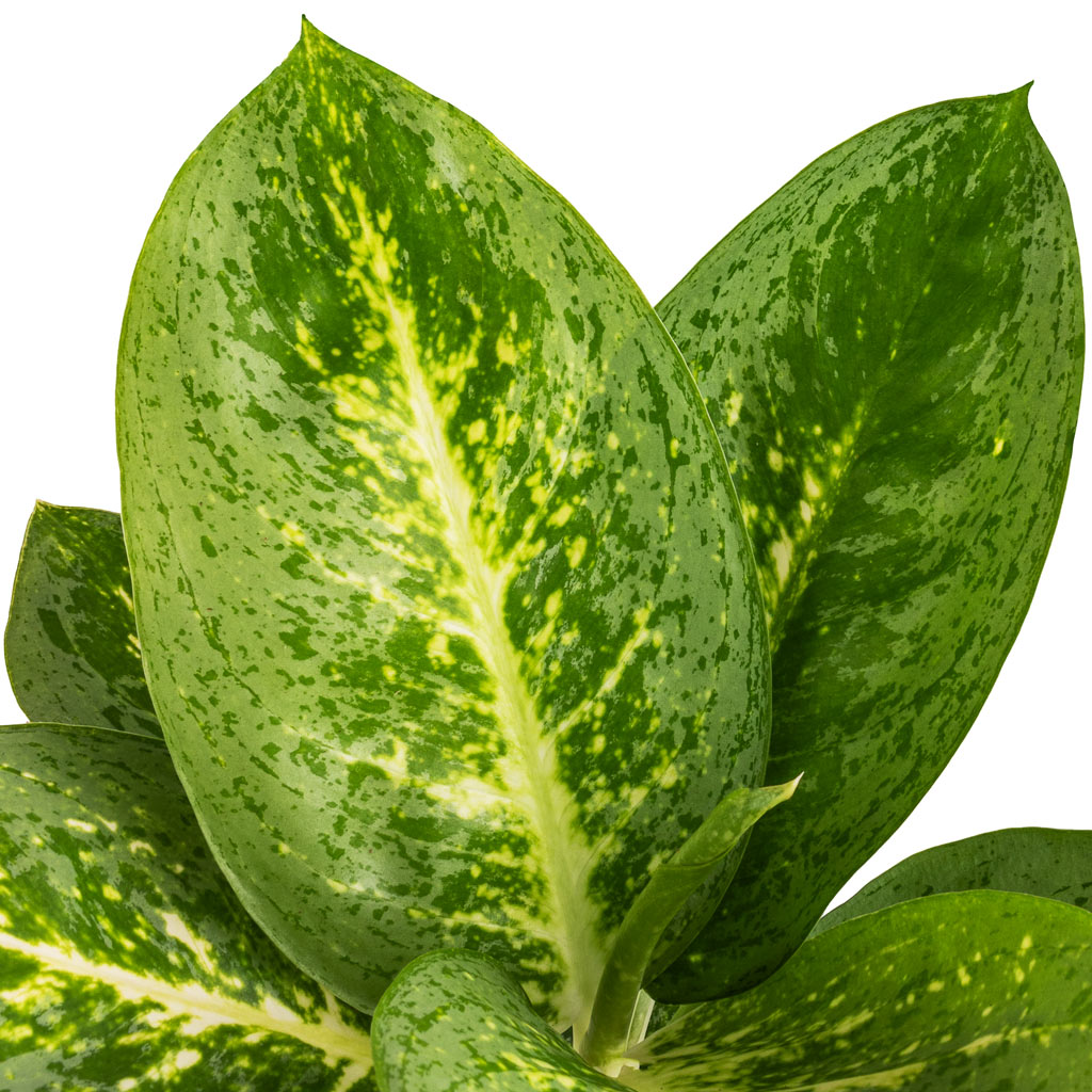 Aglaonema Lemon Mint - Chinese Evergreen Leaves