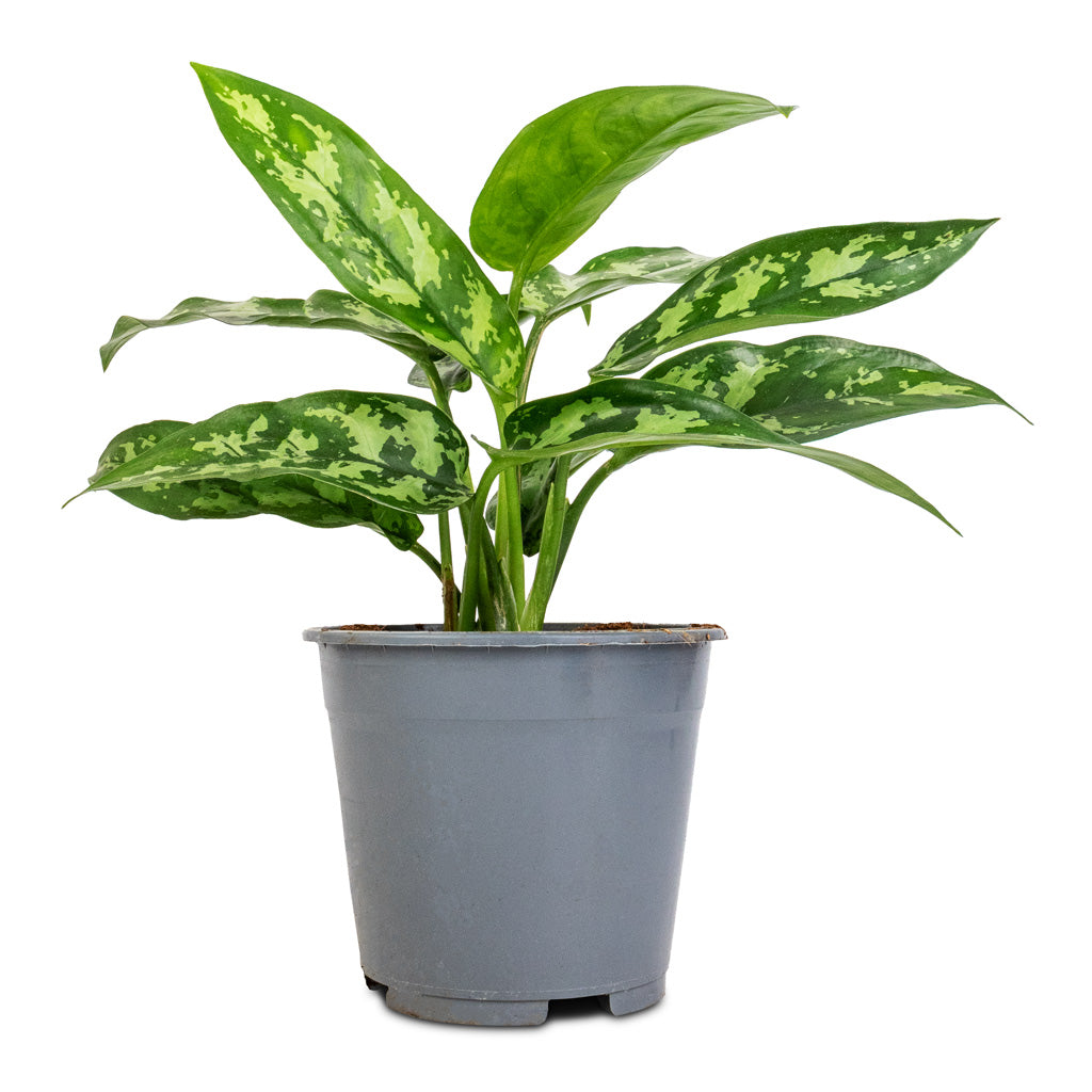 Aglaonema Maria - Chinese Evergreen - 14 x 30cm