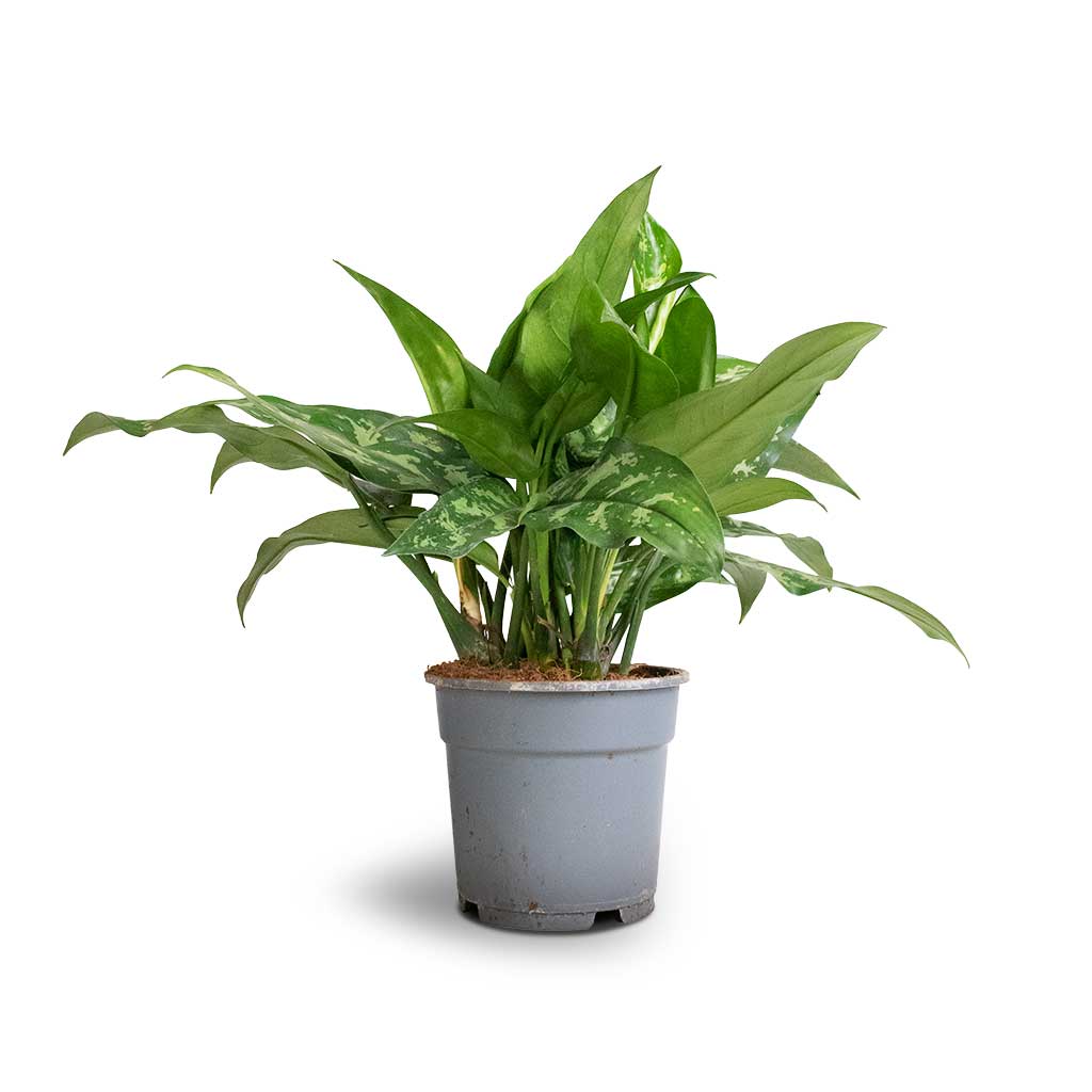Aglaonema Maria - Chinese Evergreen Larger