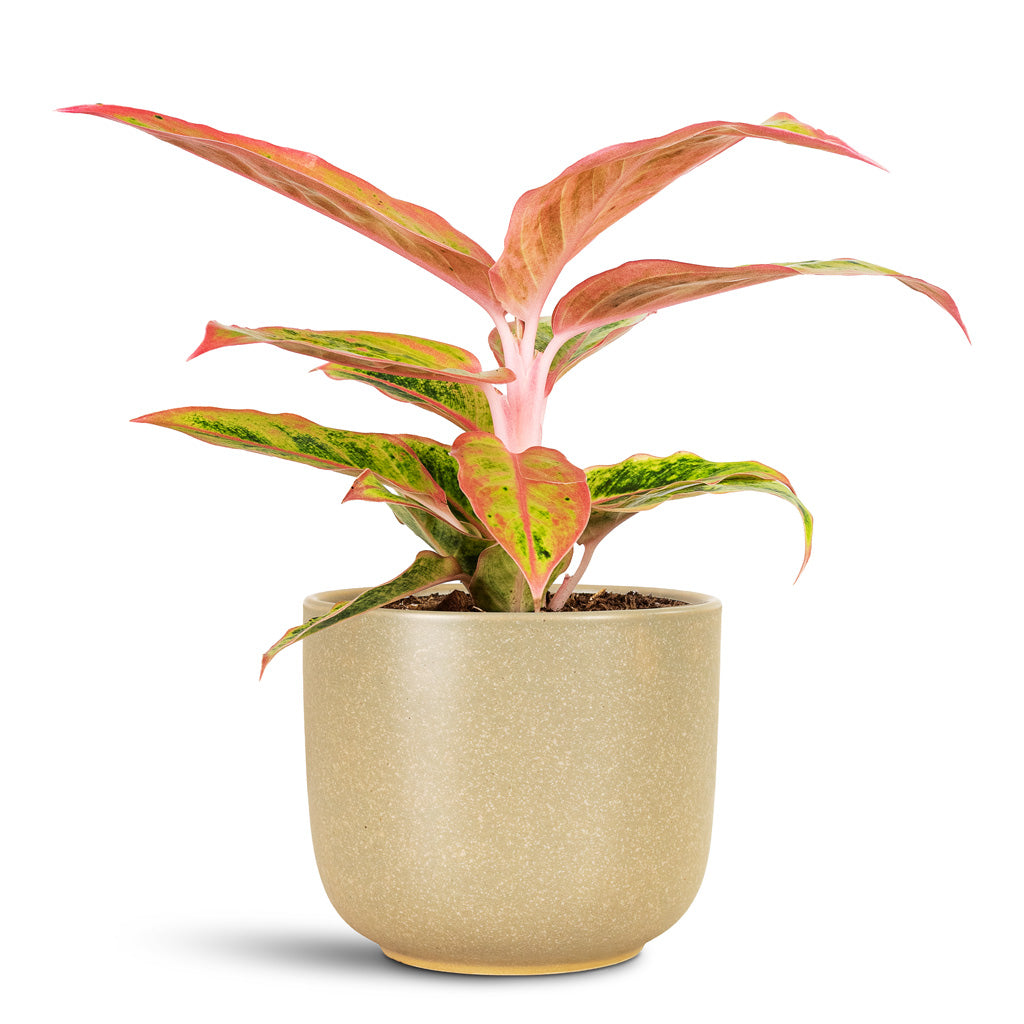 Aglaonema Salmon Fantasy 12x30cm house plant in Nine Pot Concrete 14x12cm