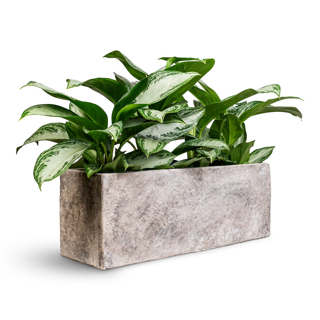 Aglaonema Silver Bay 14x45cm House Plant in Coast Trough Planter Mountain Grey 55x18x20cm