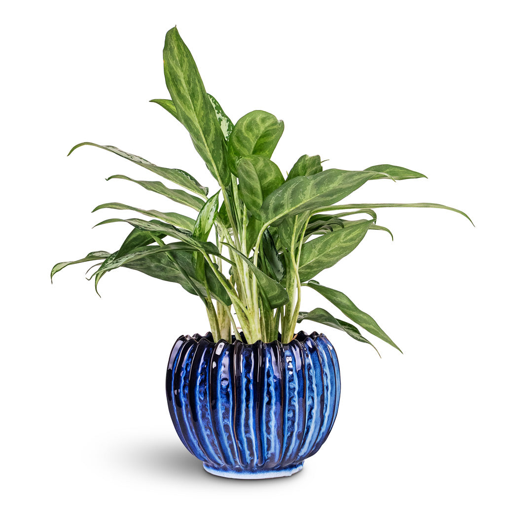 Aglaonema Silver Queen 14x40cm House Plant In Cassie Pot Kobalt 21x16cm