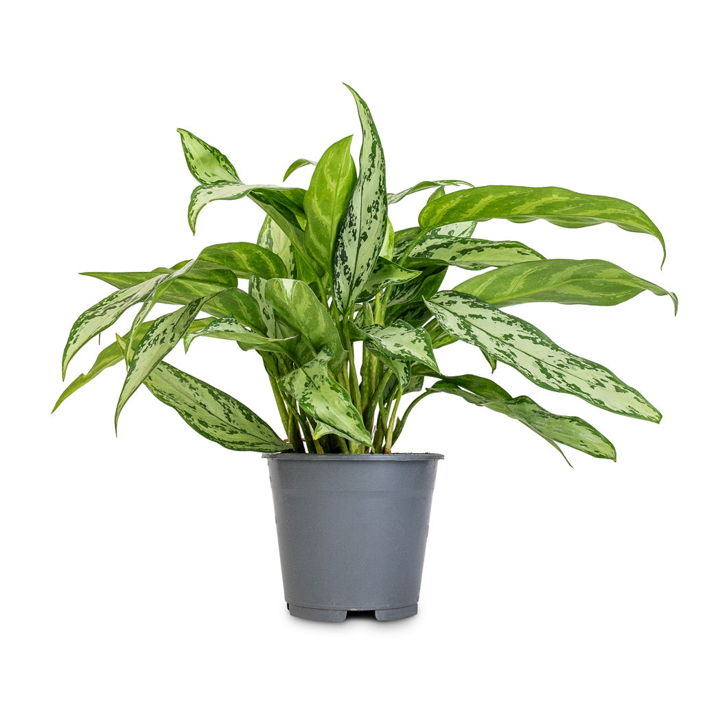 Aglaonema Silver Queen - Chinese Evergreen - 14 x 40cm