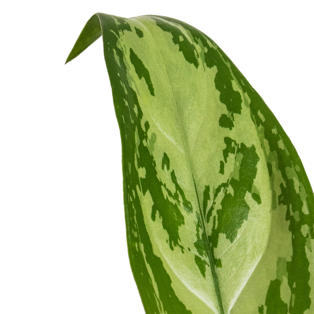 Aglaonema Silver Queen - Chinese Evergreen