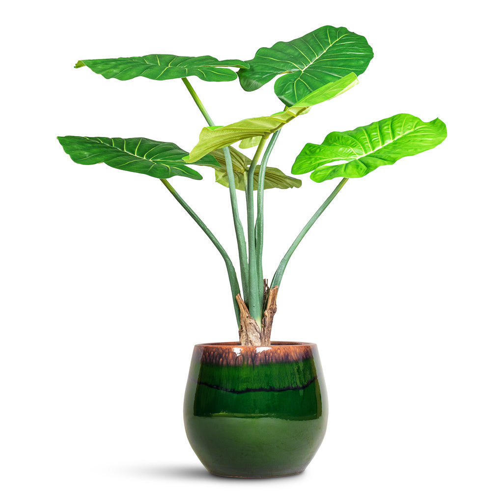 Alocasia Artificial In Charlotte Pot Green
