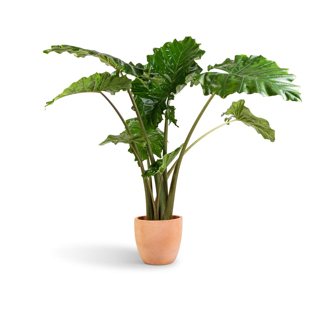 Alocasia Portodora - Upright Elephant Ear & Terracotta Plant Pot