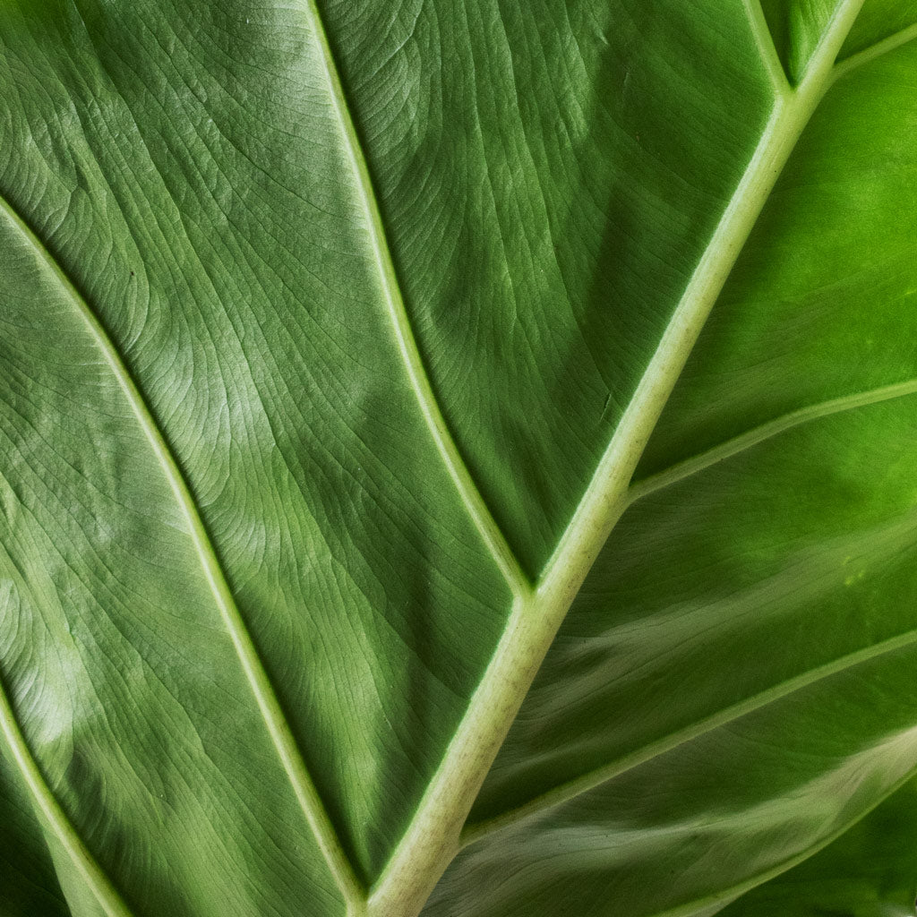 Alocasia Portodora Upright Elephant Ear