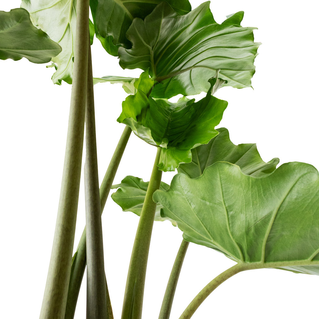 Alocasia Portodora Upright Elephant Ear