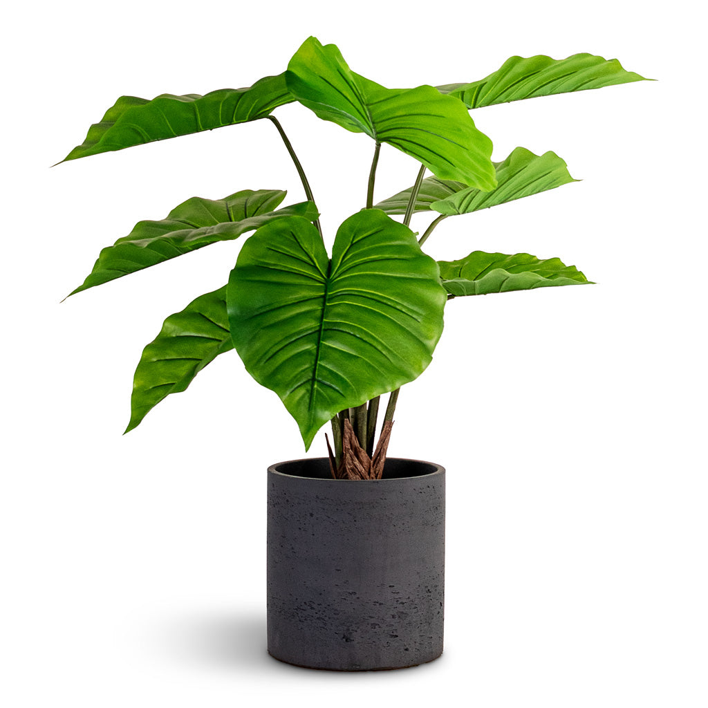 Alocasia Portodora Upright Elephant Ear Potted Artificial 70cm House Plant In Puk Pot Black Washed 20x20cm