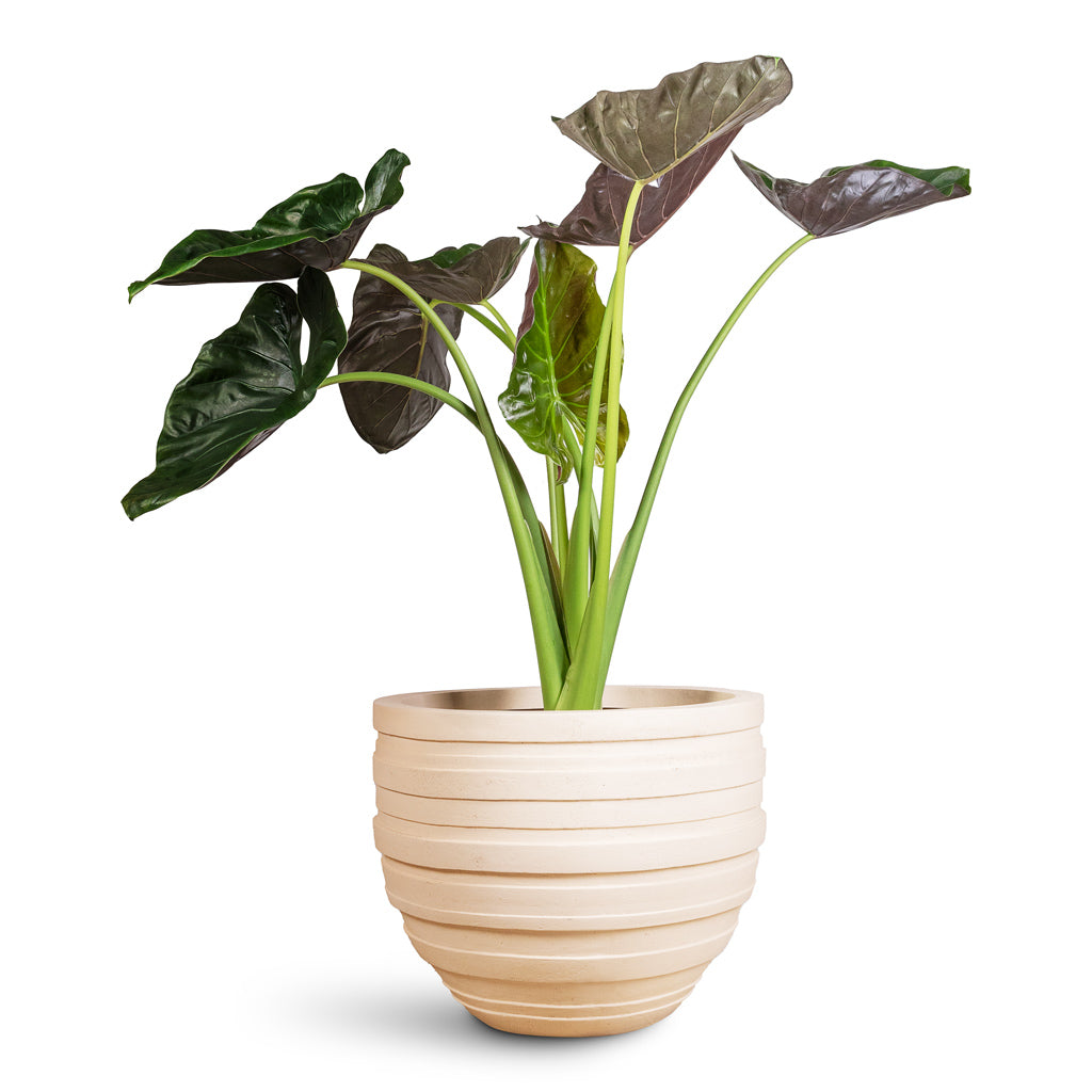 Alocasia Wentii - 32x130cm Polystone Coated Junar Planter Natural - 70x56cm