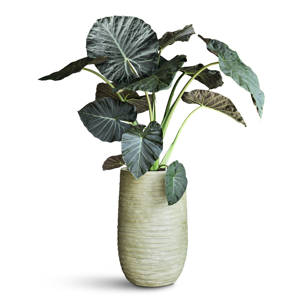 Alocasia Wentii - 32x130cm In Tornado Couple Planter Green - 46x39cm