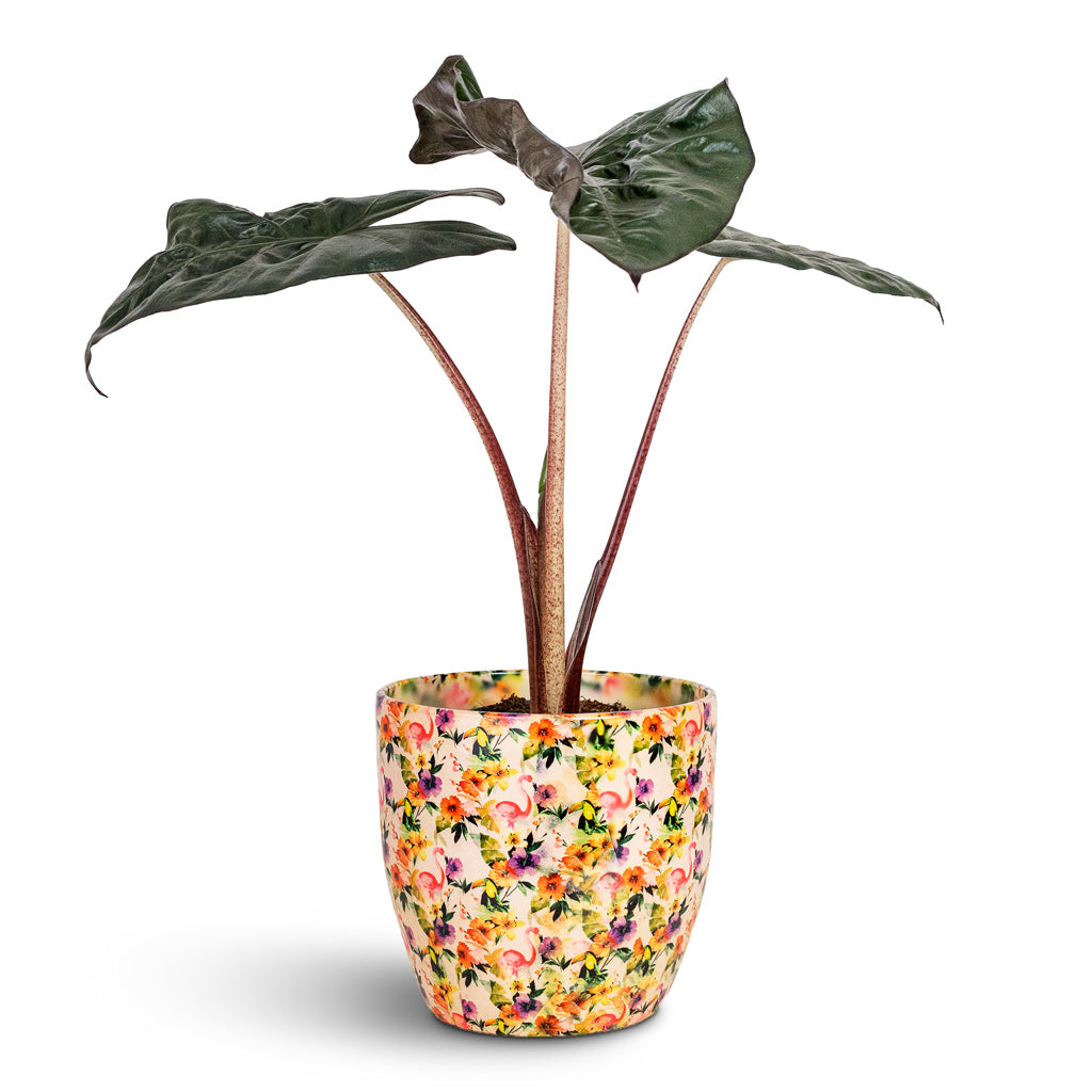 Alocasia Yucatan Princess 14x40cm House Plant In Monza Pot Floral Flamingo 17x17cm