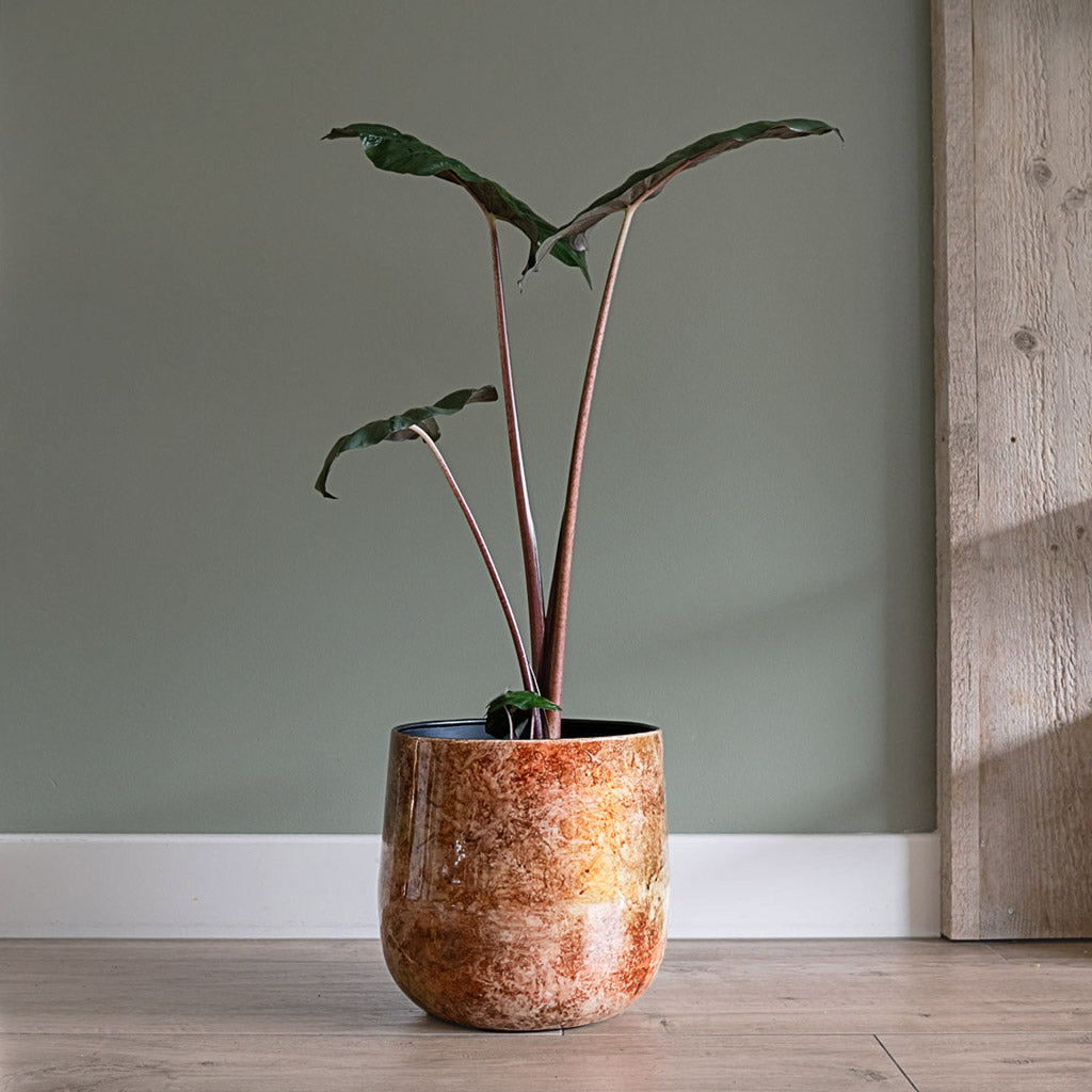 Alocasia Yucatan Princess In Cilia Metal Pot Latte Copper