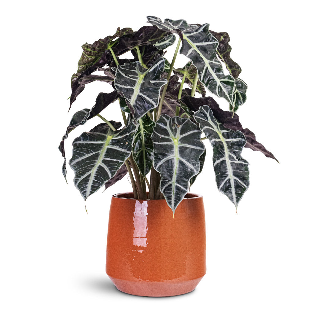 Alocasia amazonica Polly 17x50cm House Plant In Common Pot Shiny Brick 24x21cm