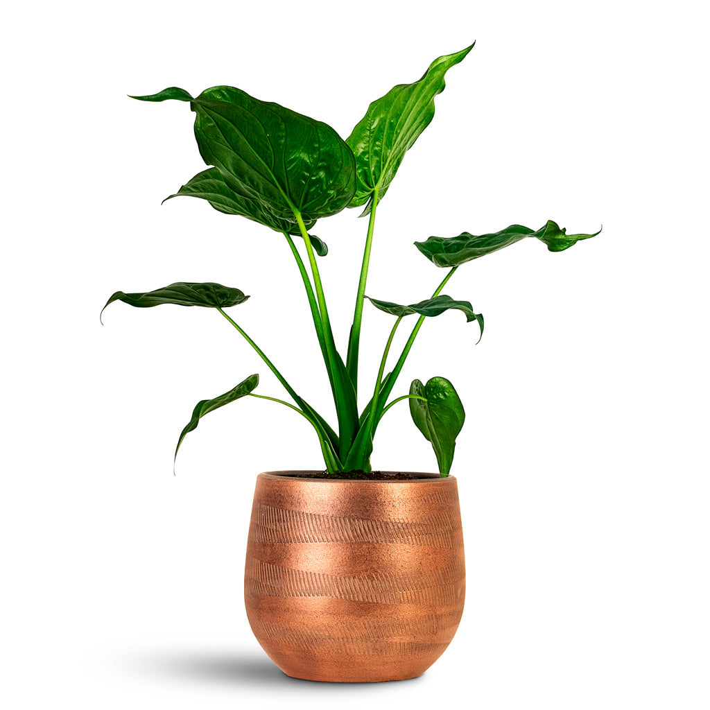 Alocasia cucullata 17x60cm house plant in Joey Pot Shiny Copper 22x20cm