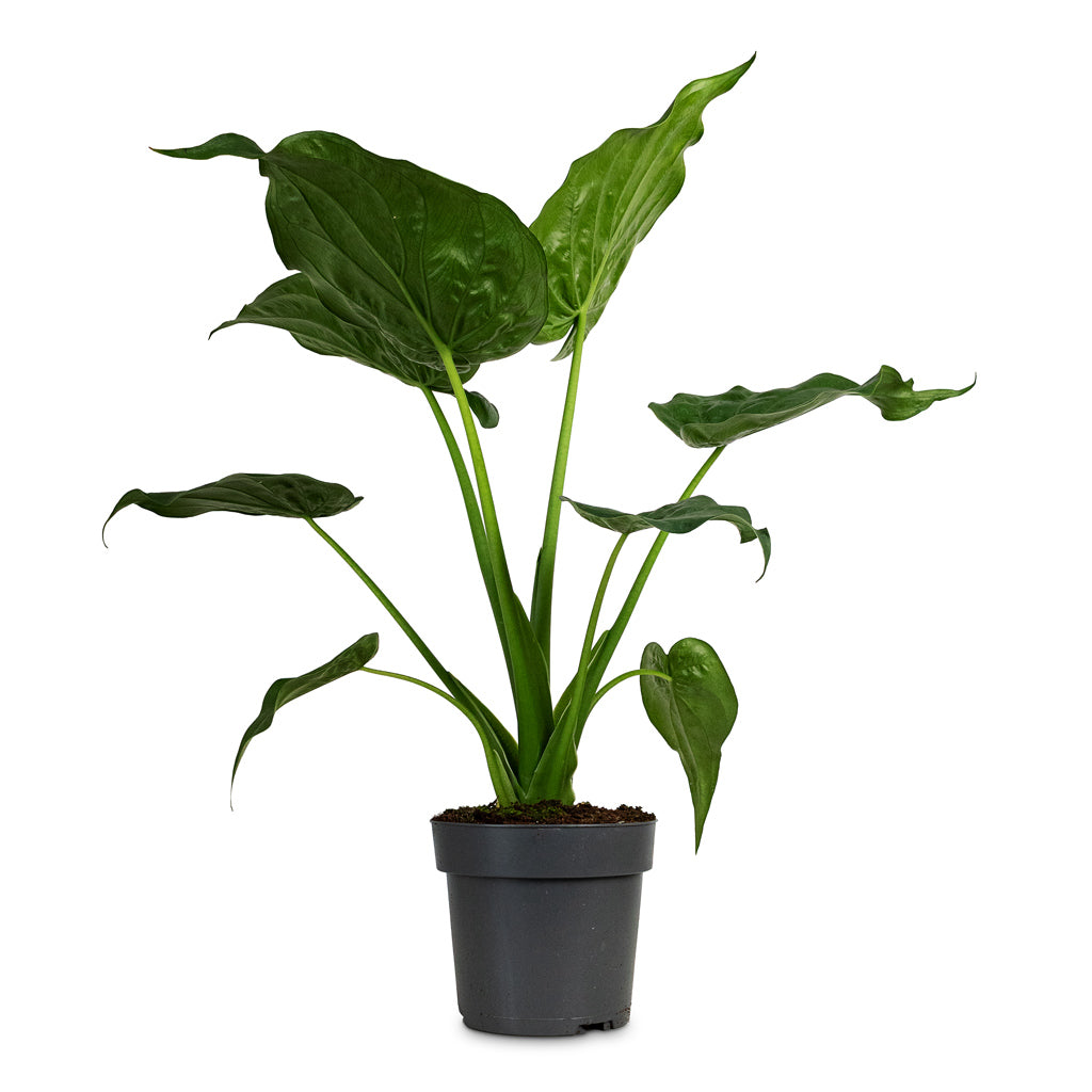 Alocasia cucullata 17x60cm