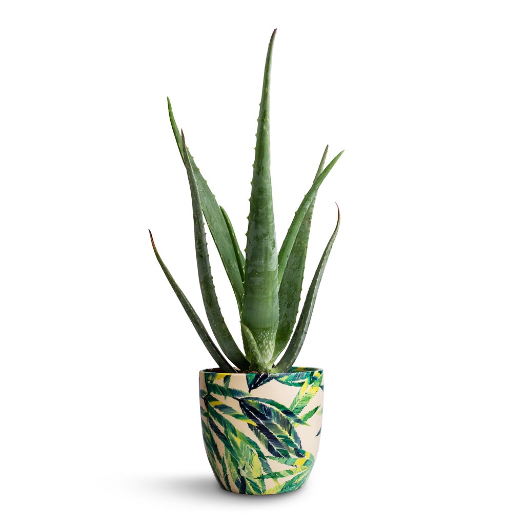 Aloe vera & Monza Plant Pot - Botanical Fern