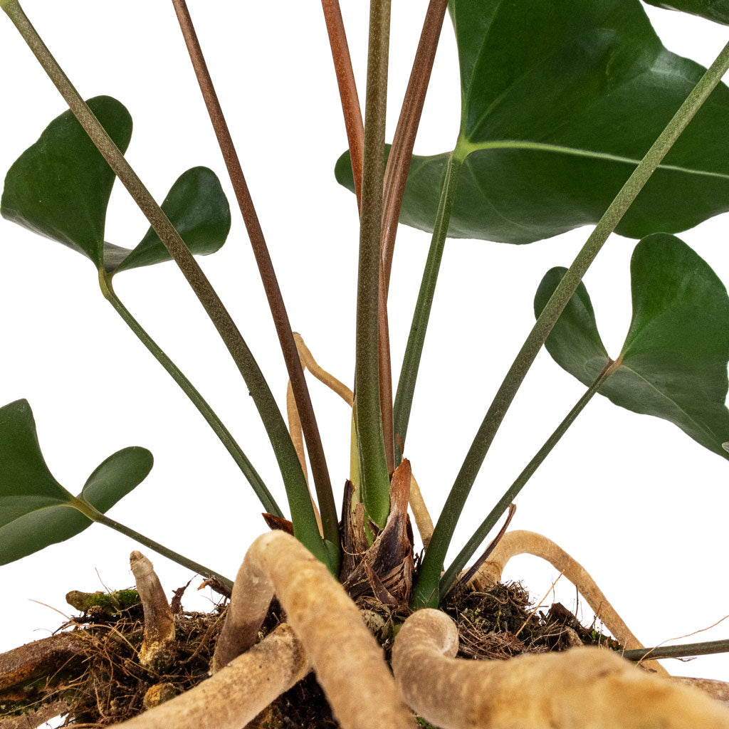 Anthurium Arrow Close Up