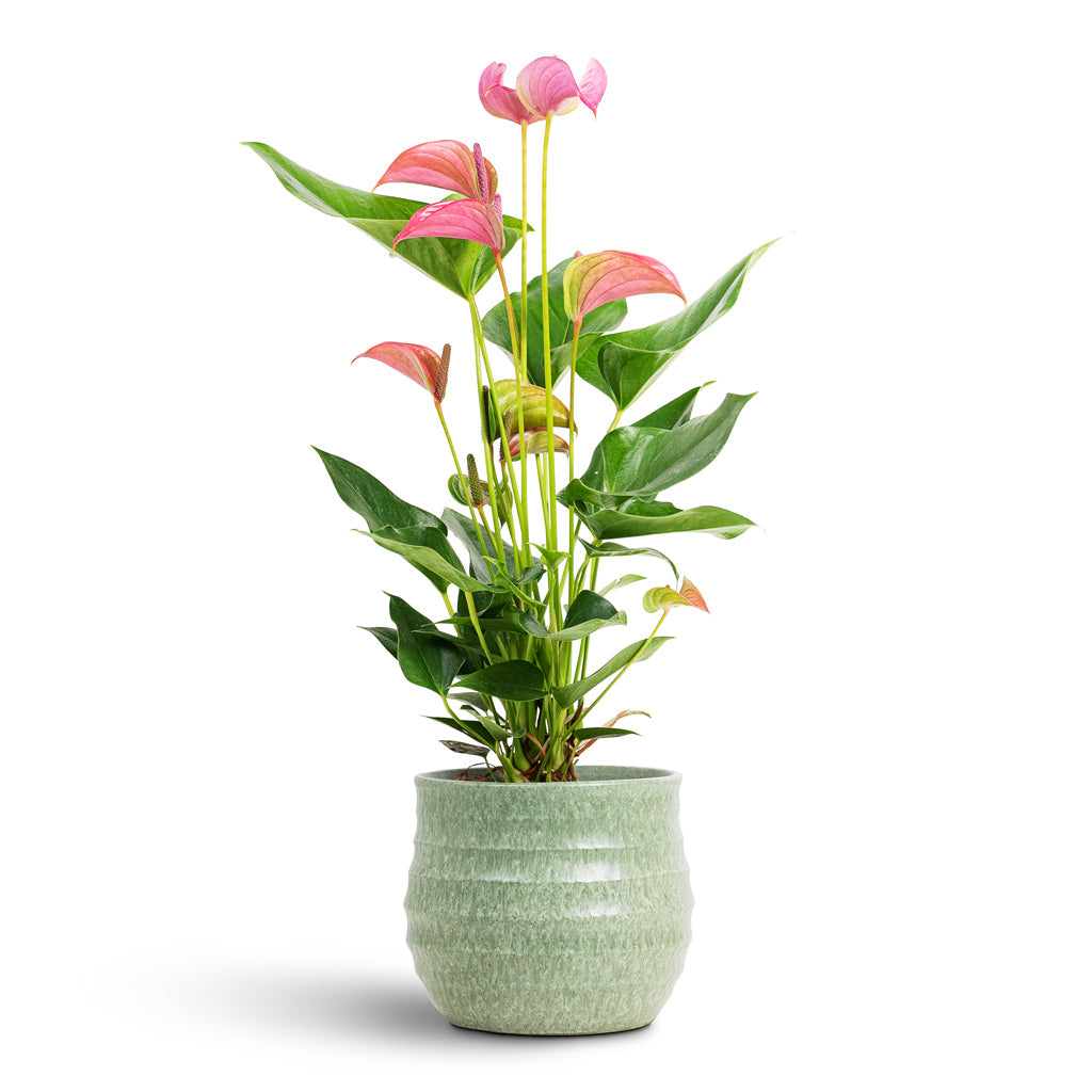 Anthurium Joli 17x60cm House Plant In Devon Pot Olive Honeycomb 19x18cm