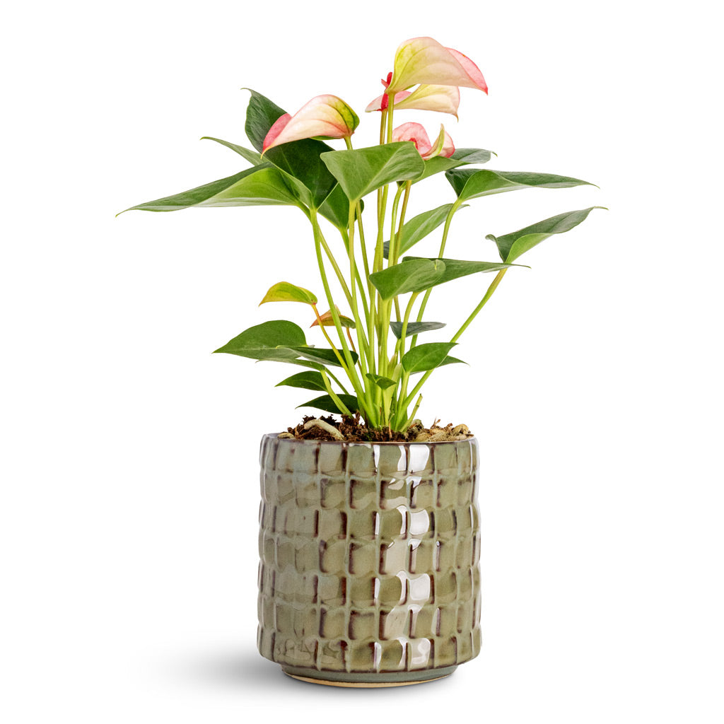 Anthurium Joli - 9x25cm In Stian Pot Moss Green - 10x11cm