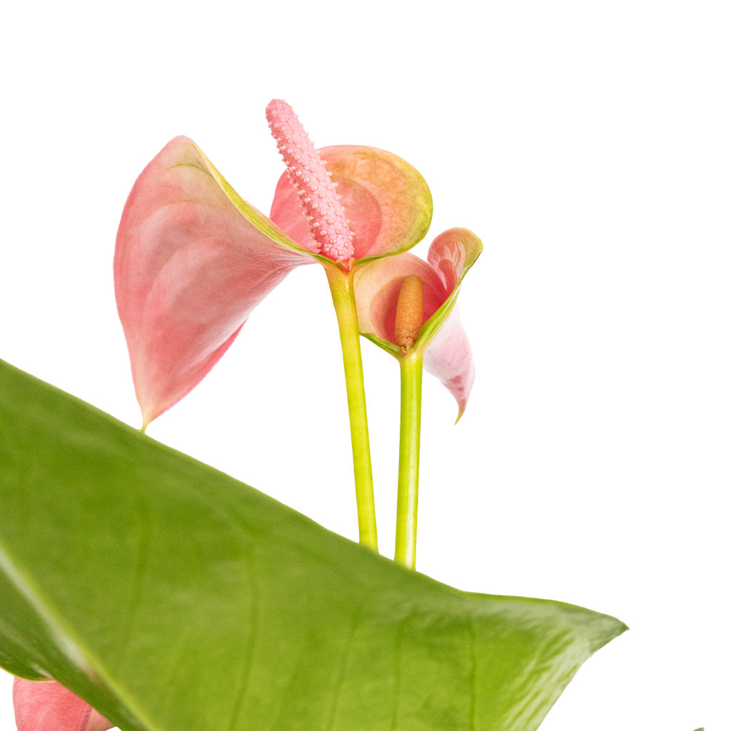 Anthurium Joli Flower Close Up