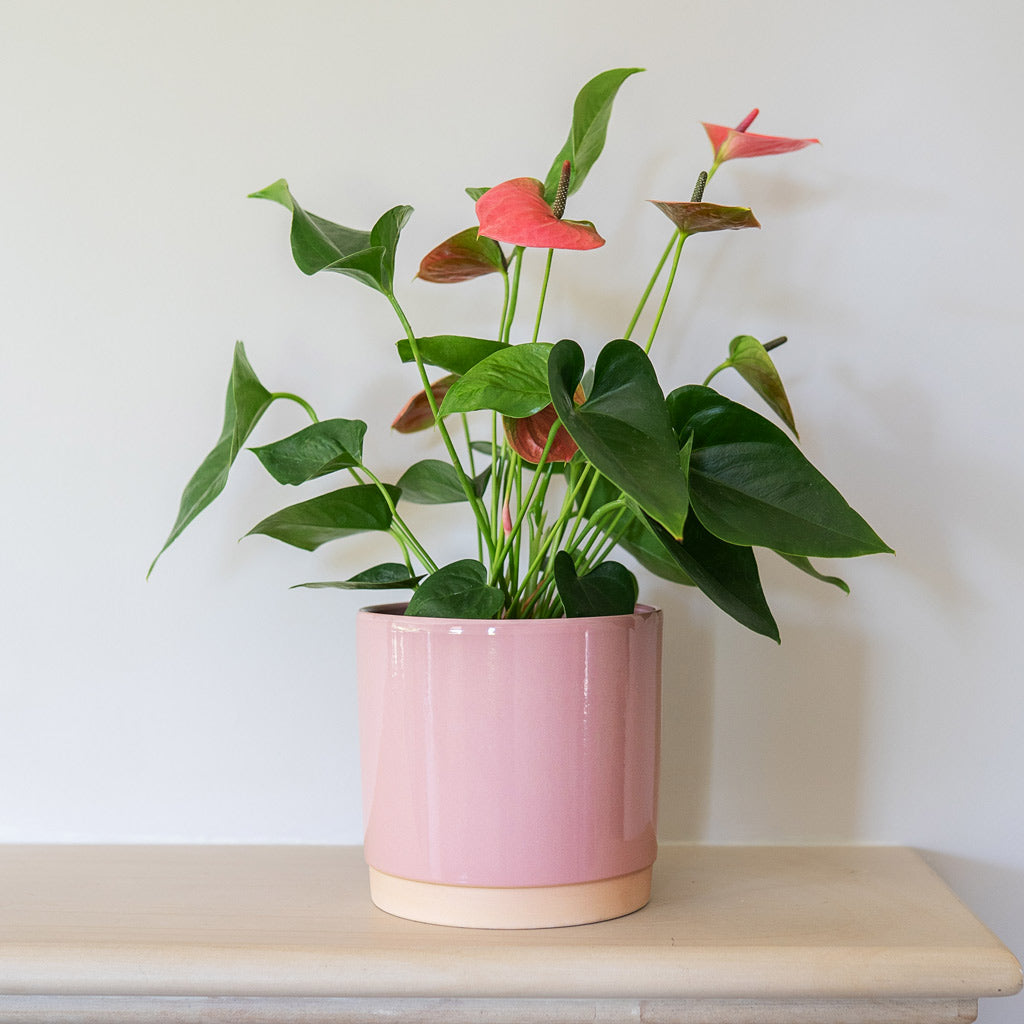 Anthurium Joli Peach In Saske Pot Pastel Rose
