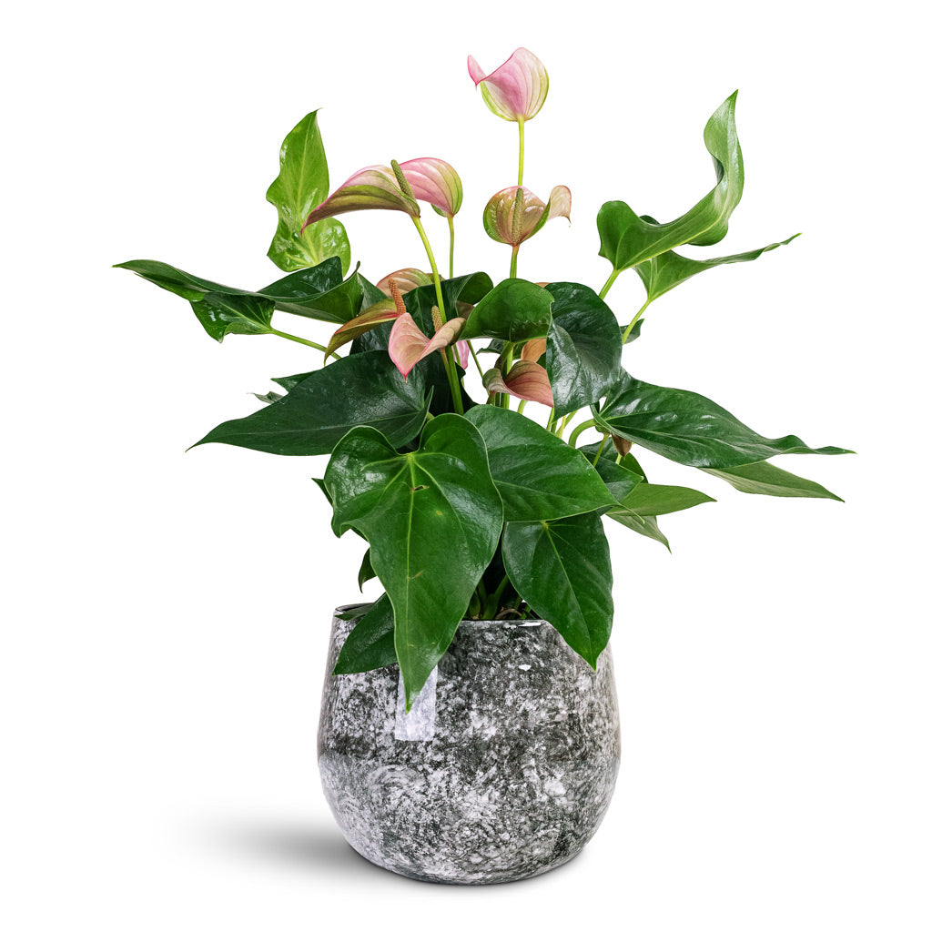 Anthurium Joli Pulse 17x55cm House Plant In Emmie Metal Pot Mystic Grey 23x20cm