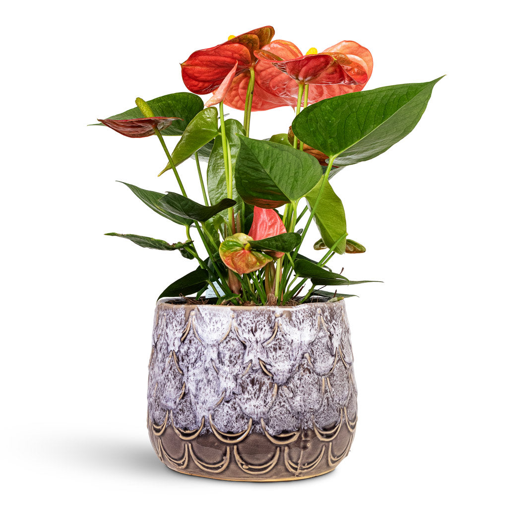 Anthurium Orange Champion 14x40cm House Plant In Debby Pot Lavender 18x15cm
