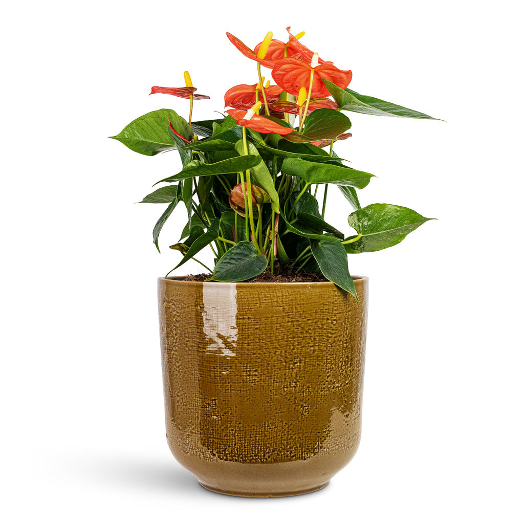 Anthurium Orange Champion 20x50cm House Plant In Nouri Pot Savannah 25x24cm
