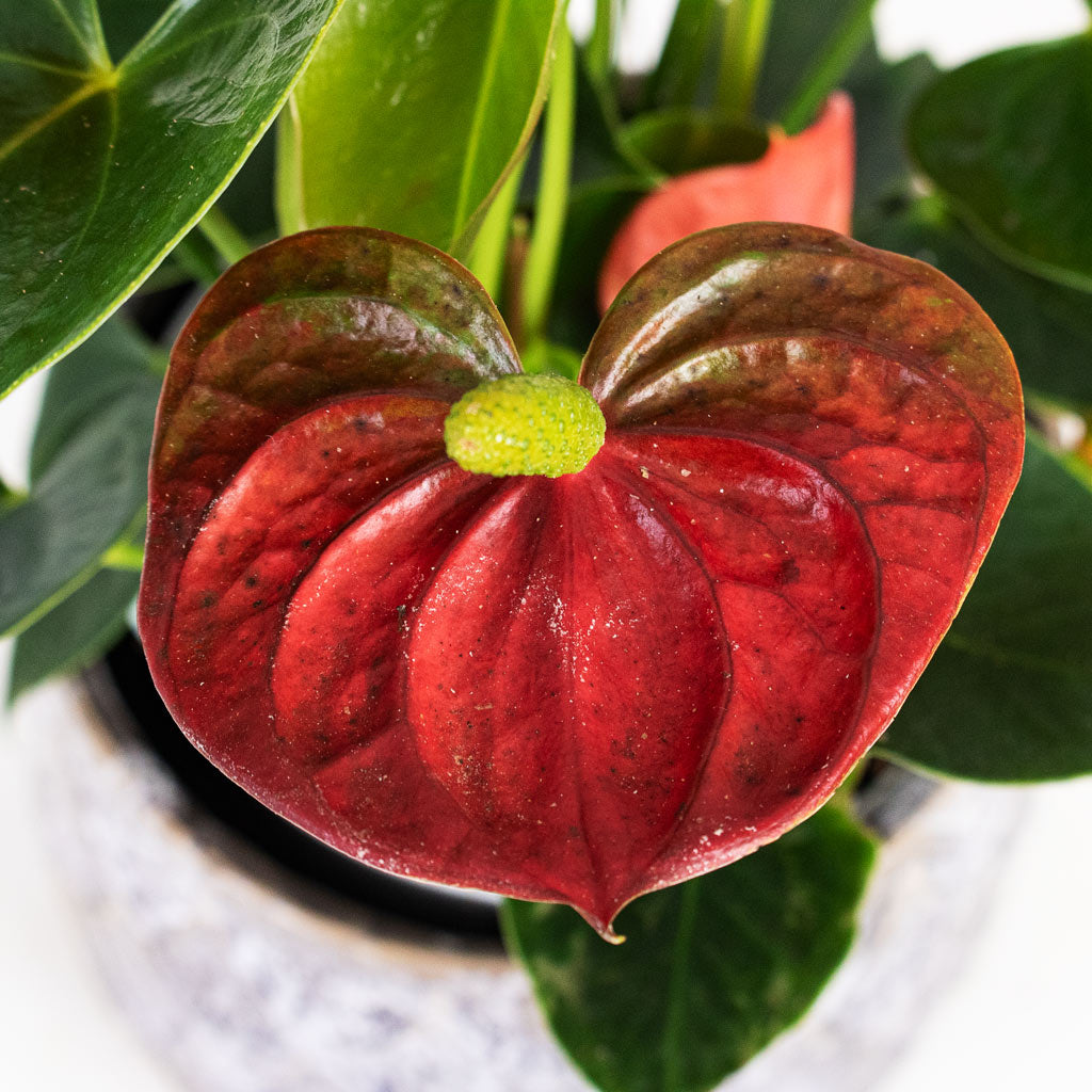 Anthurium Orange Champion Close up