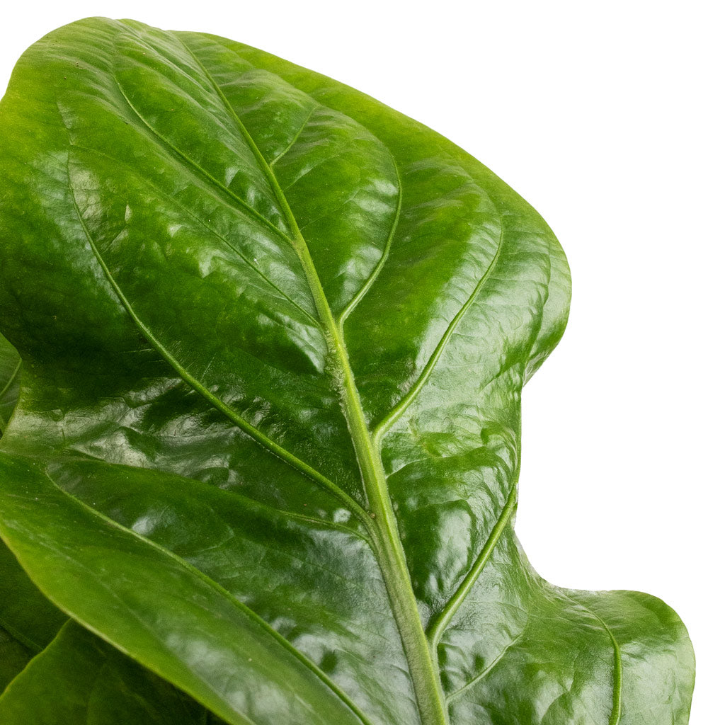 Anthurium elipticum - Jungle Bush - Leaf