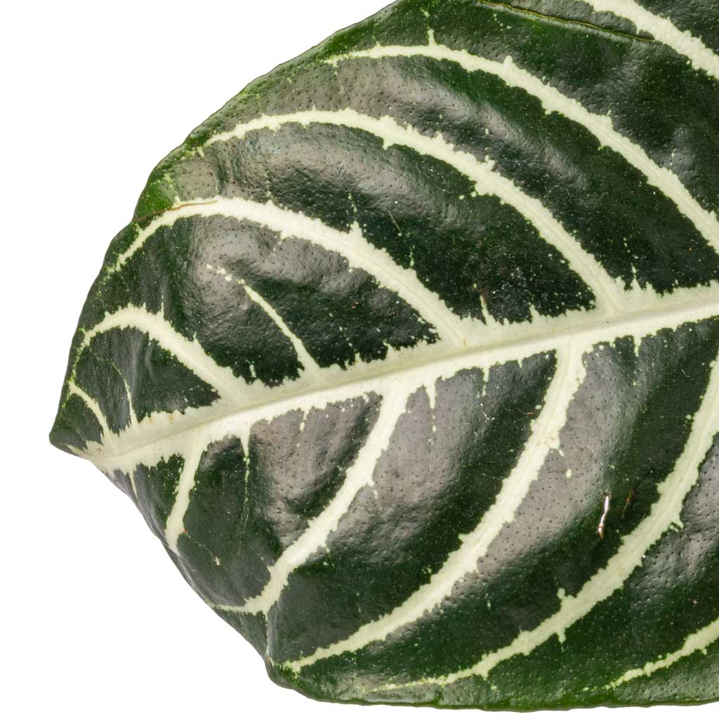 Aphelandra squarrosa Botanica - Zebra Plant Leaf