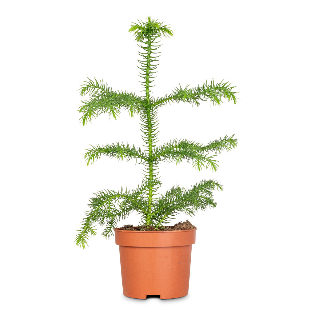 Araucaria heterophylla Norfolk Island Pine - 10x30cm